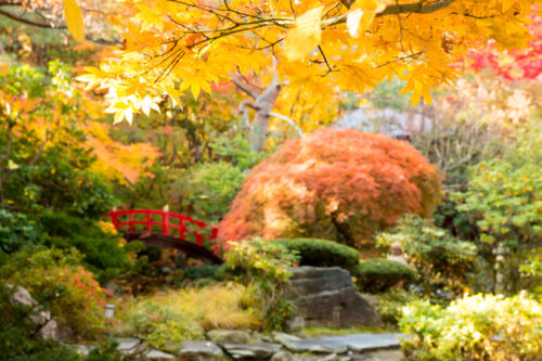 【札幌】日本庭園で楽しむ「日本舞踊×笛鼓」紅葉会席